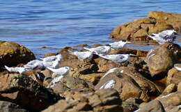 Image of Crested Tern