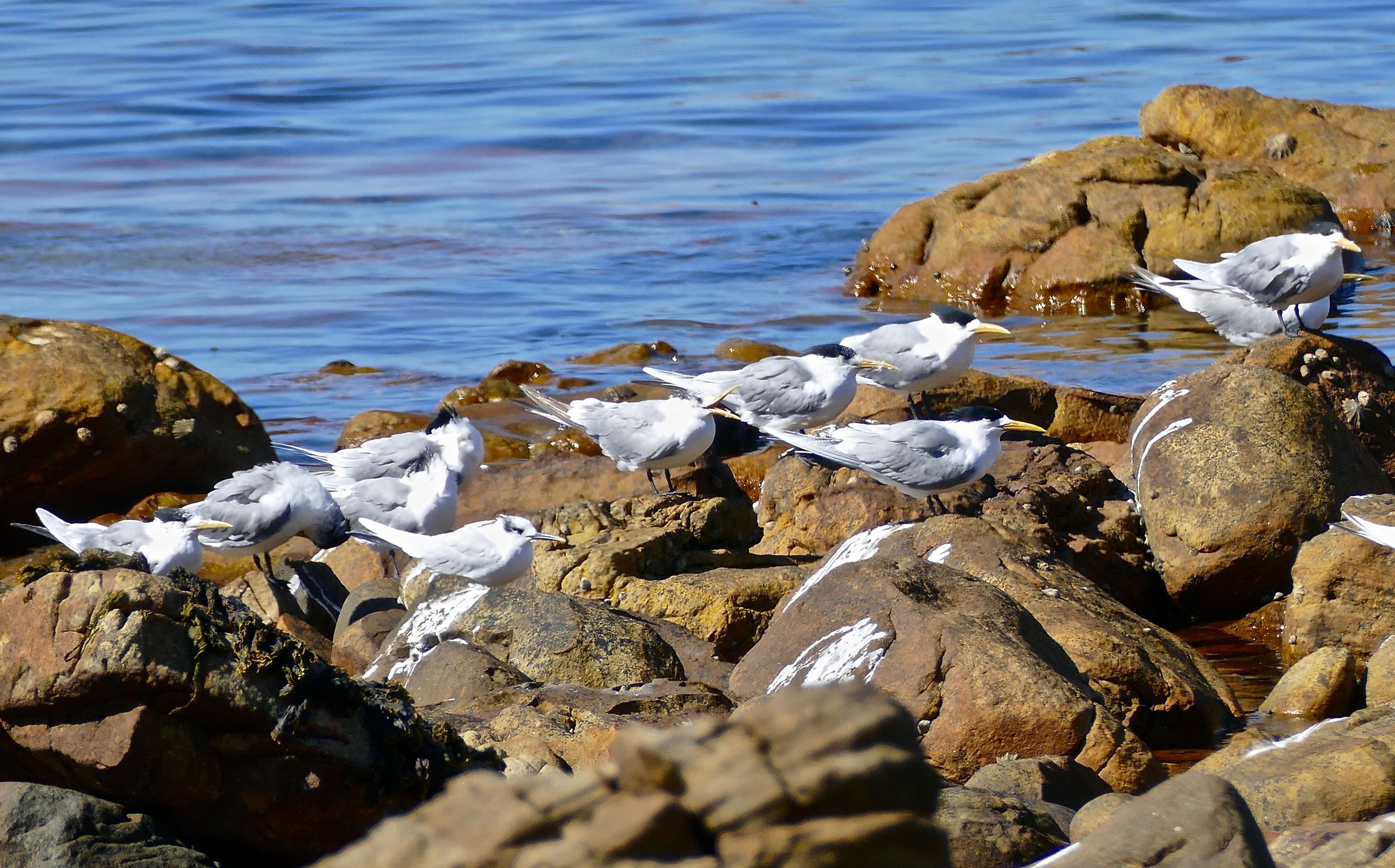 Image of Crested Tern