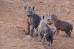 Image of Spotted Hyaenas