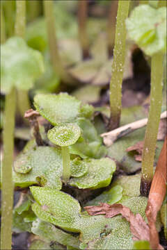 Image of Marchantia quadrata Scop.