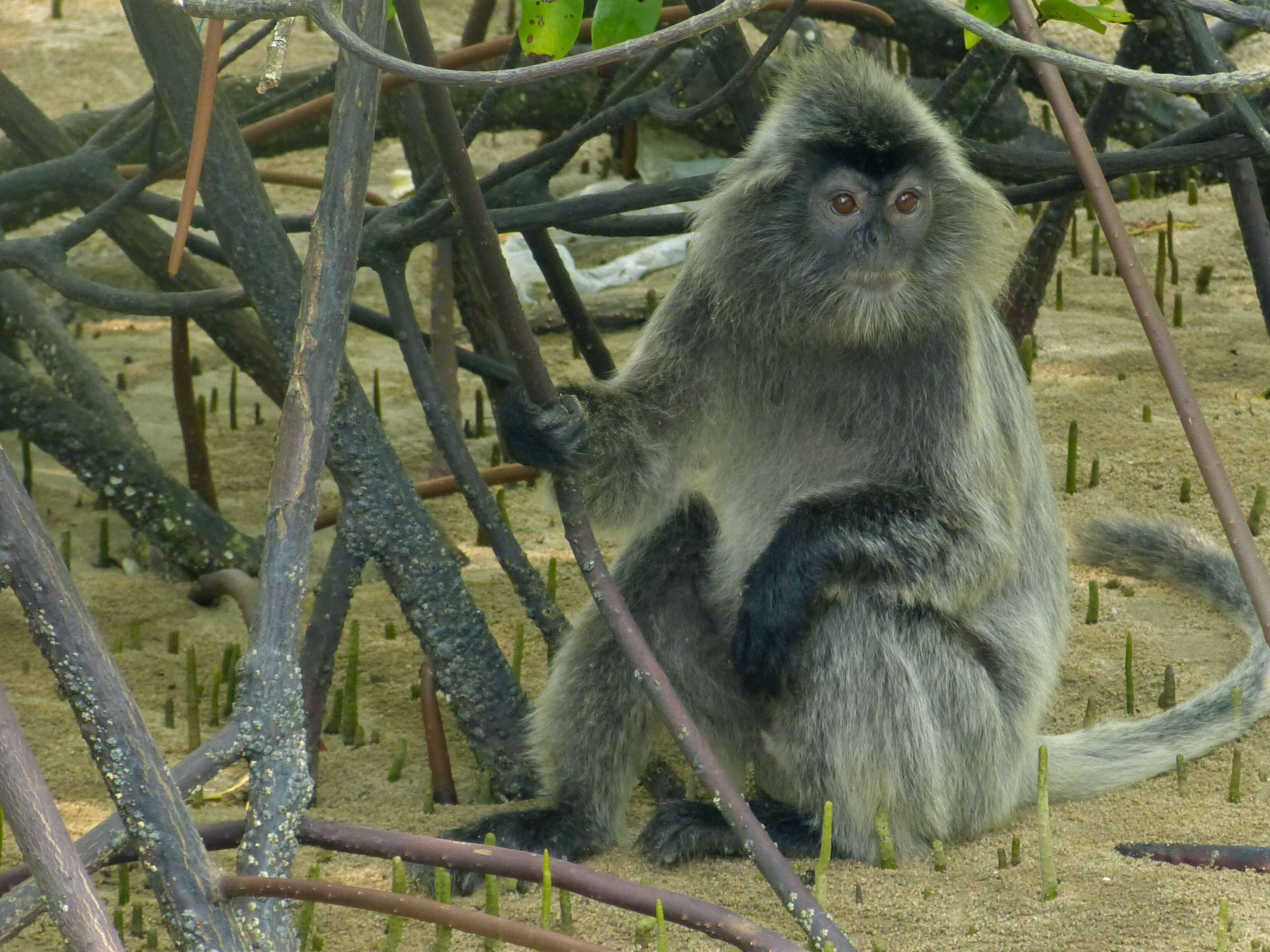 Image of Lutungs or leaf monkeys