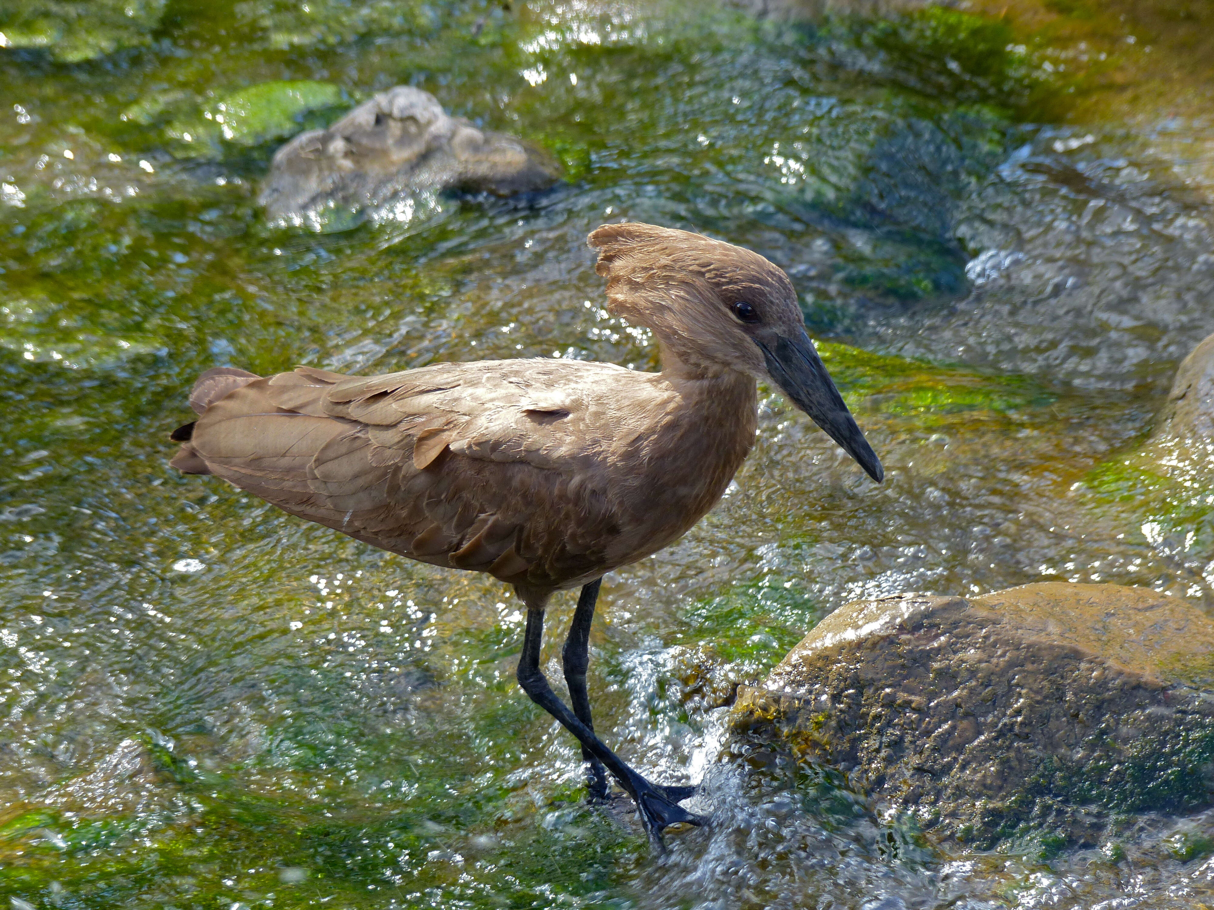 Image of hamerkop