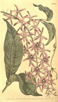 Image of Petrea volubilis