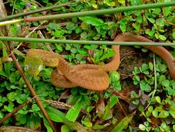 Image of Green Cat Snake