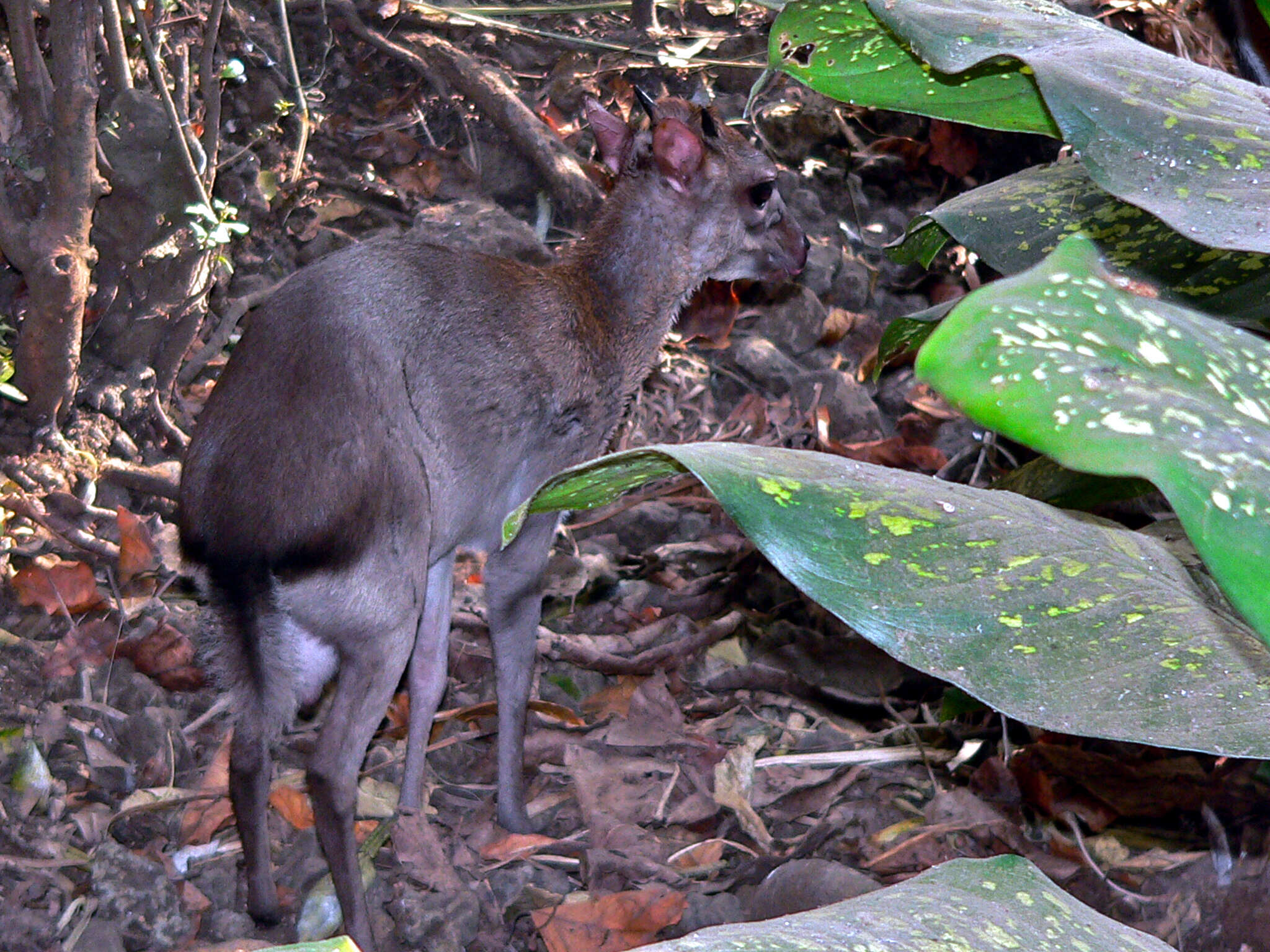 Image of Philantomba monticola congicus (Lönnberg 1908)