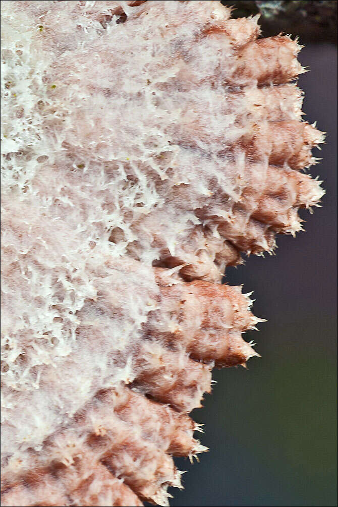 Image of Schizophyllum