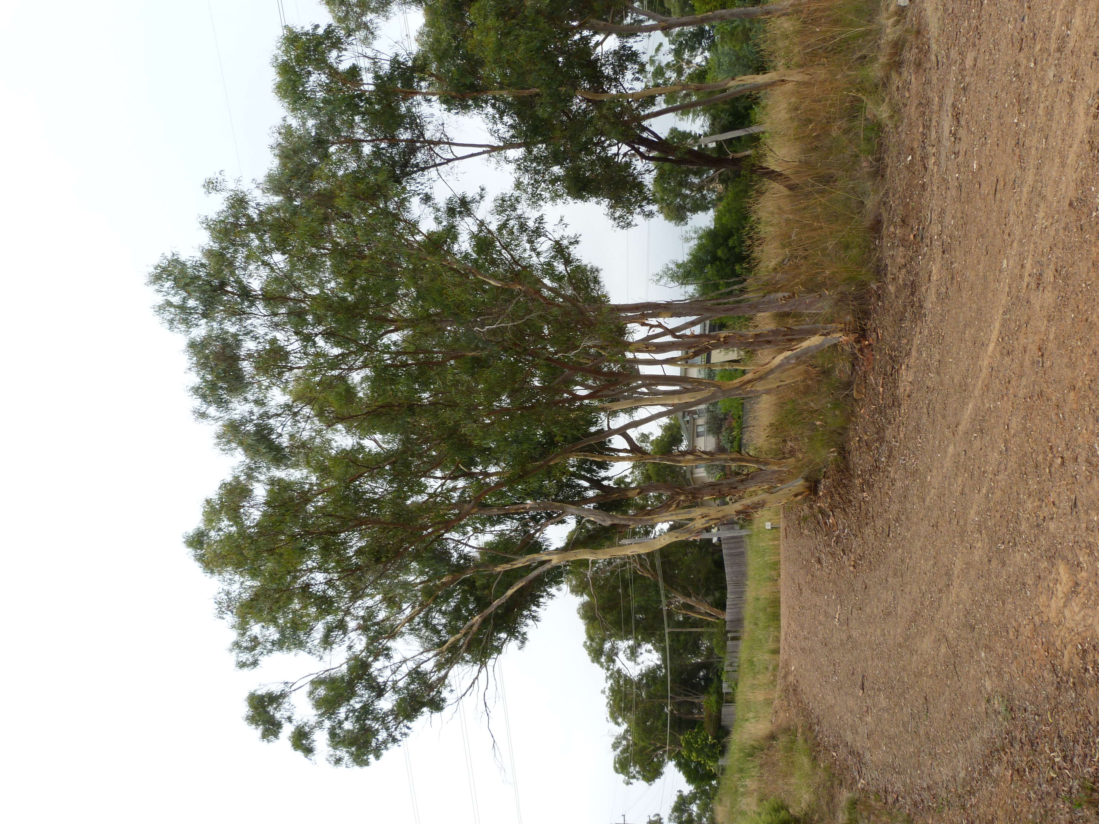 Image of scribbly gum