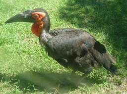 Image of ground-hornbills