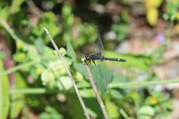 Image of Dot-tailed Whiteface