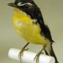 Image of Narcissus Flycatcher