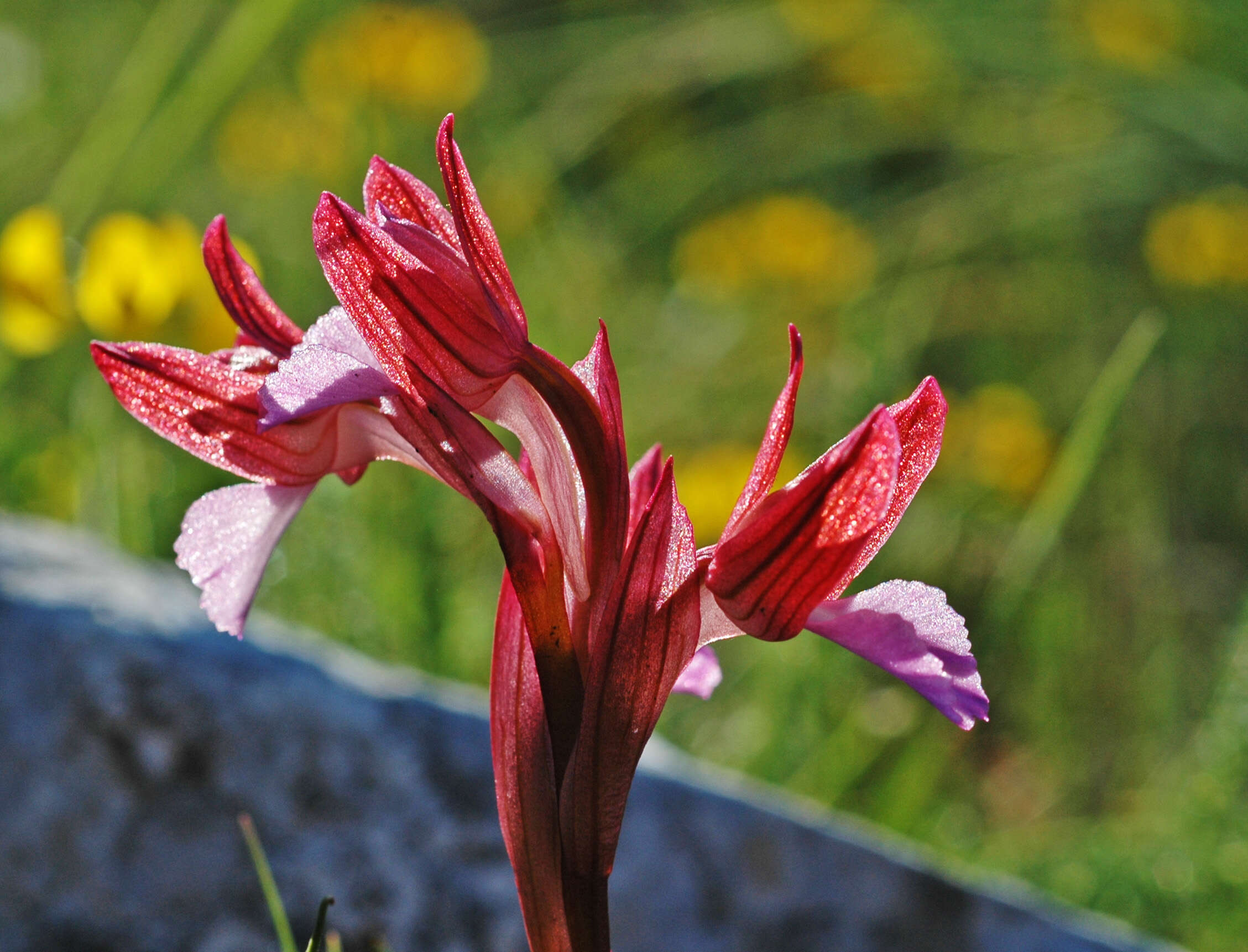 Image of Butterfly orchid