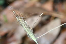 Image of bluestem