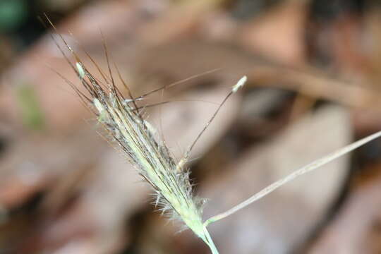 Image of queensland bluegrass