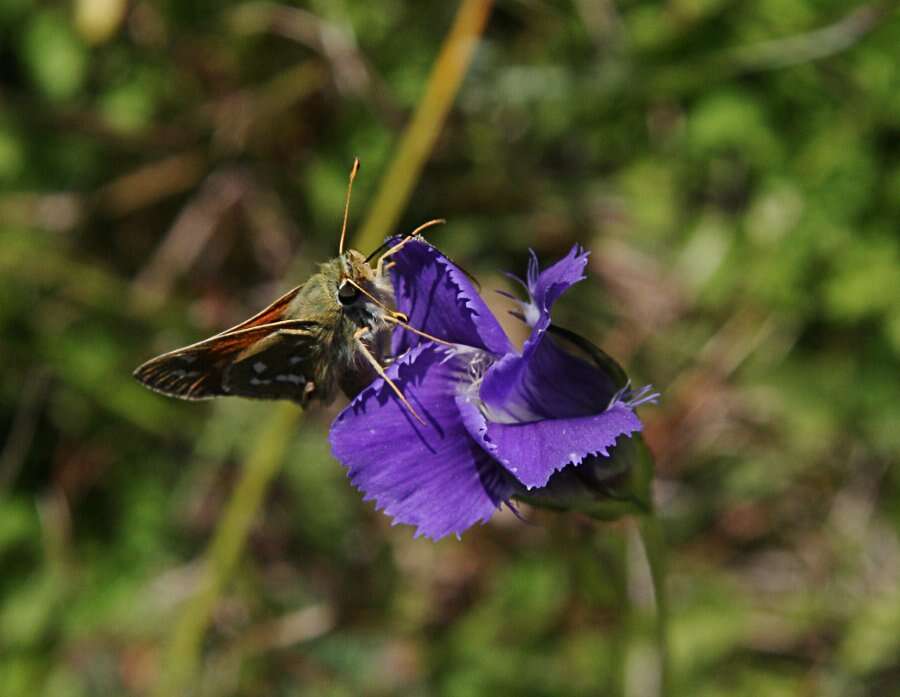 Image of Perennial Fringed-Gentian