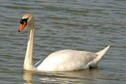 Image of Swan