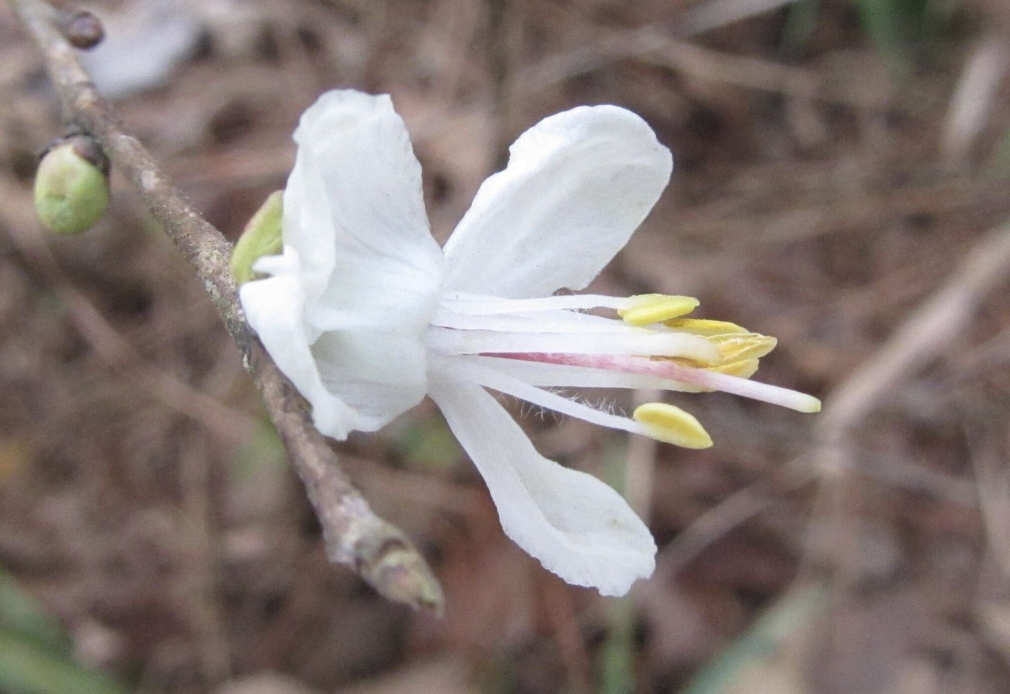 Image de Halesia carolina L.