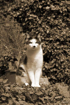 Image of Domestic Cat