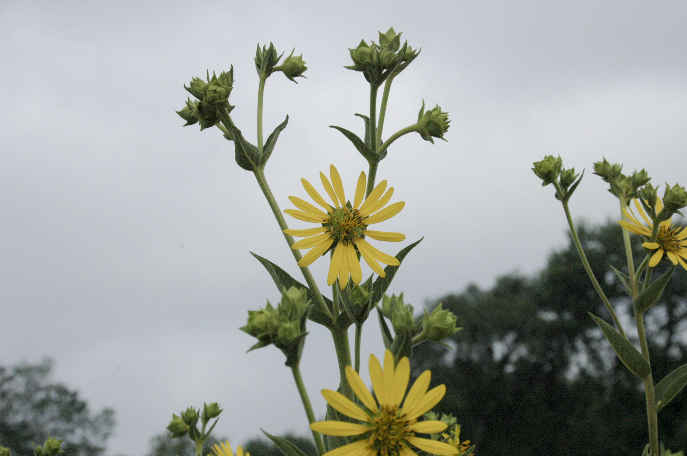 Image of rosinweed