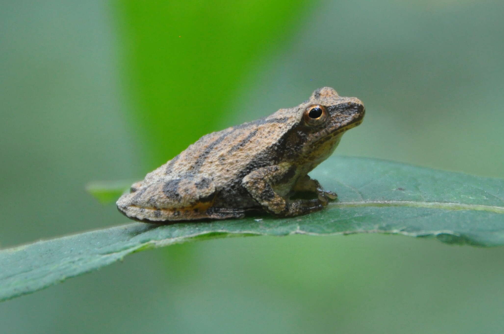 Image of Spring Peeper