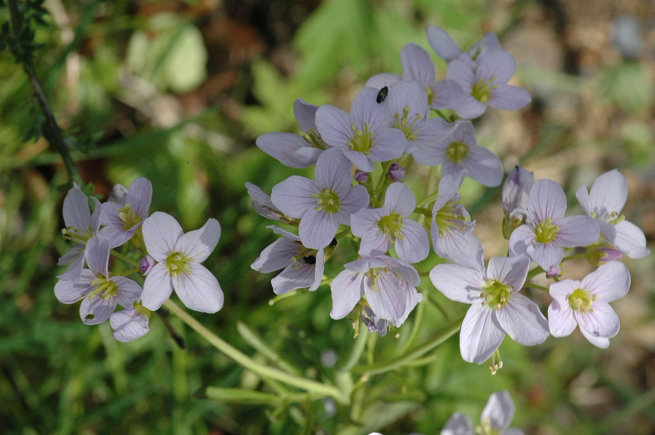 Image of bittercress