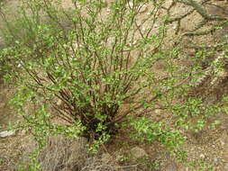 Imagem de Jatropha cardiophylla (Torr.) Müll. Arg.