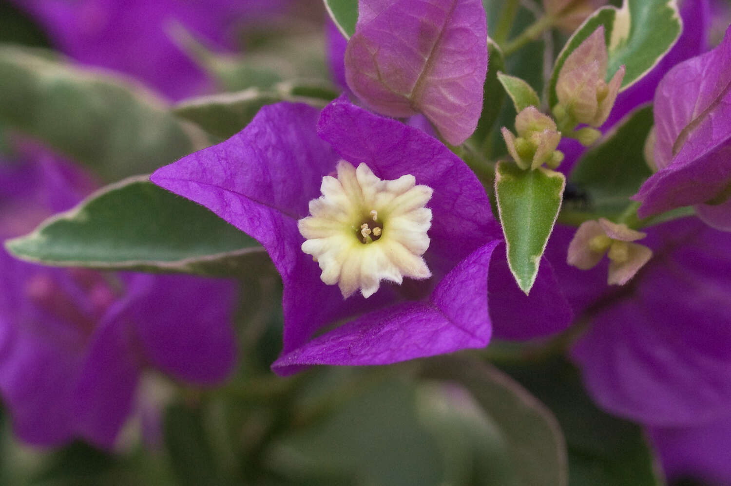 Image of bougainvillea