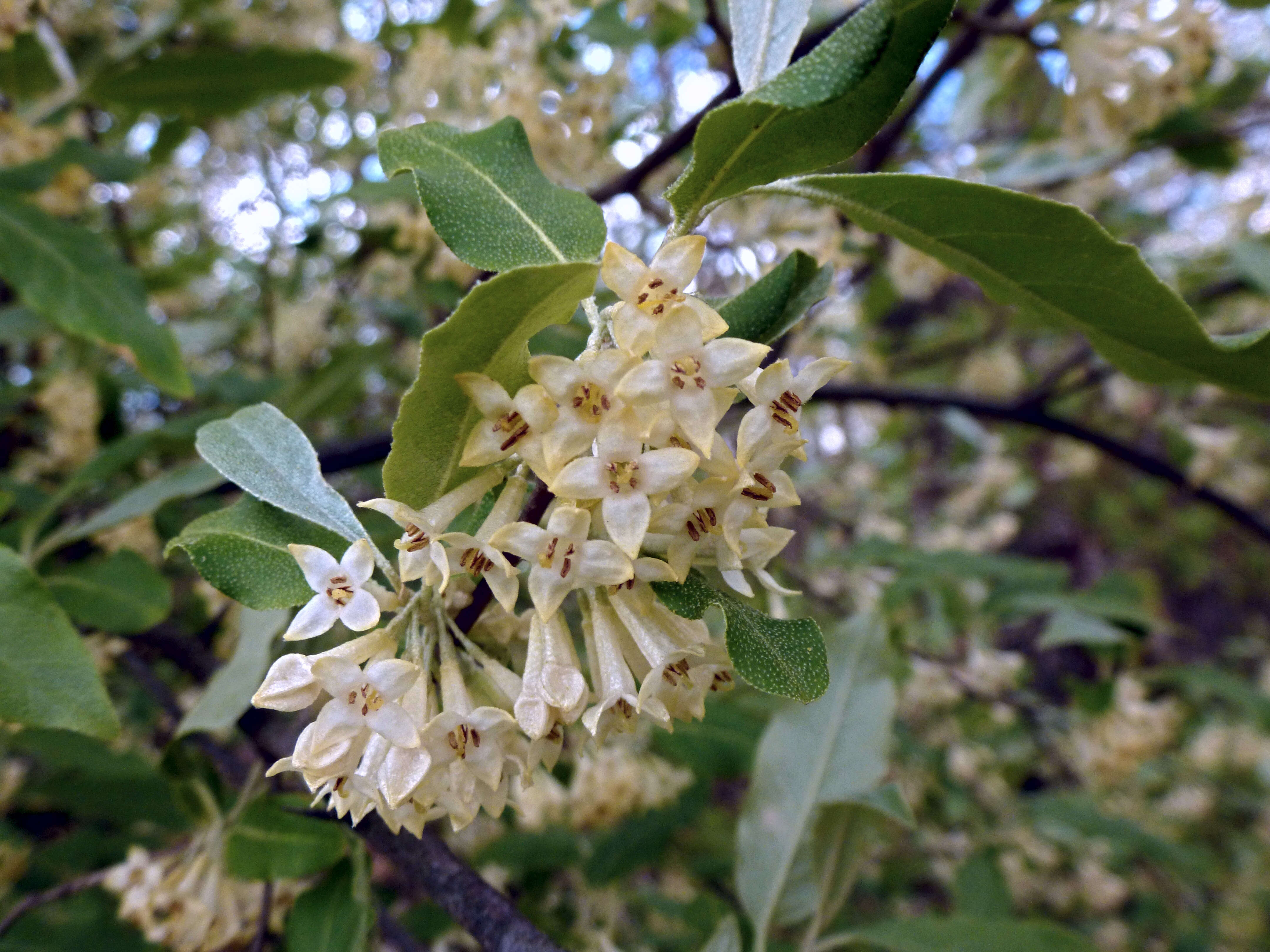 Image of autumn olive