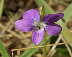 Image of Three-Lobe Violet