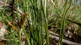 Image of curlygrass fern