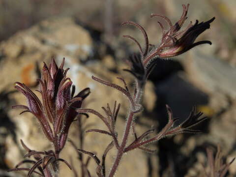 صورة Cordylanthus kingii subsp. helleri (Ferris) T. I. Chuang & L. R. Heckard