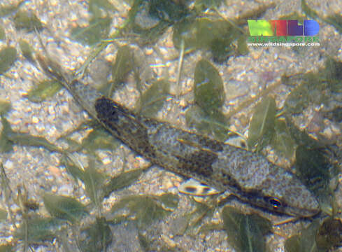 Image of Bar-tail goatfish