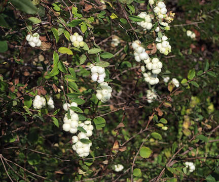 Image of common snowberry