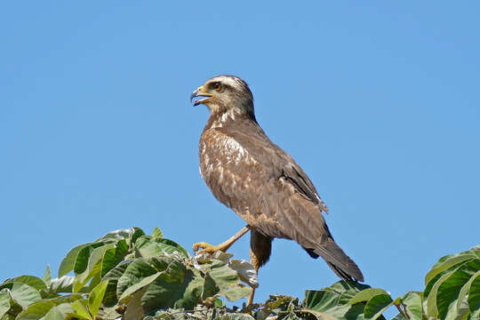 Image of Grey-lined Hawk