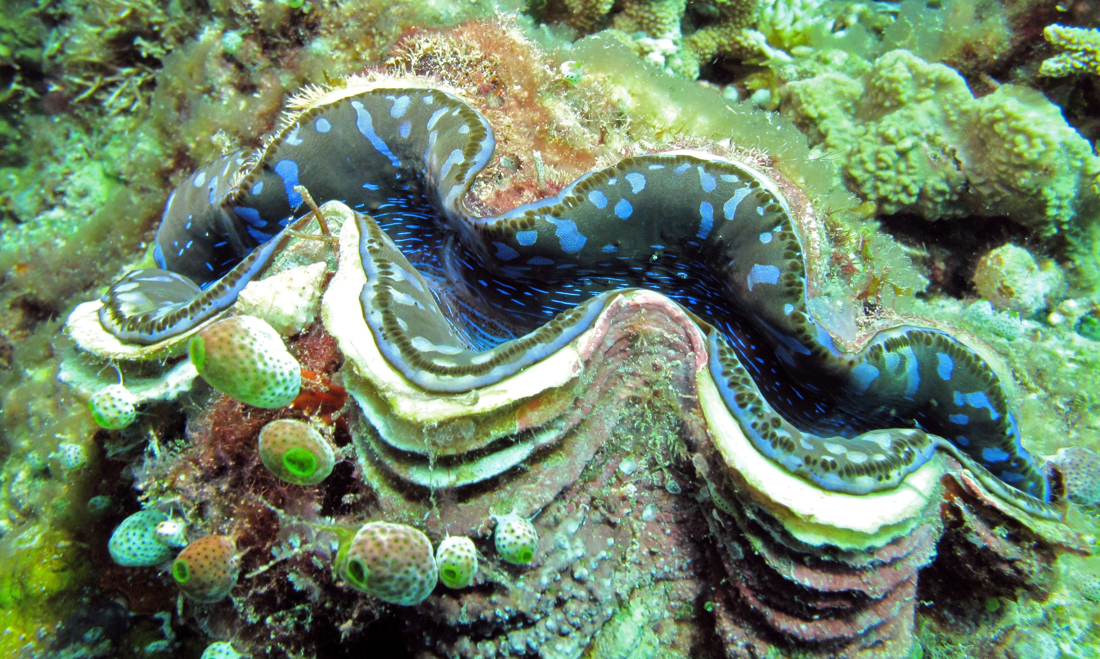 Image of Small giant clam