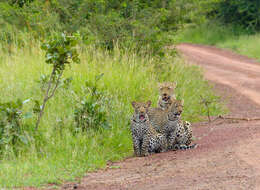 Image of Leopard