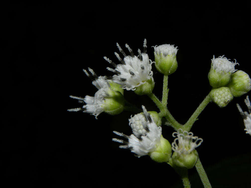 Image of Clibadium glomeratum Greenm.