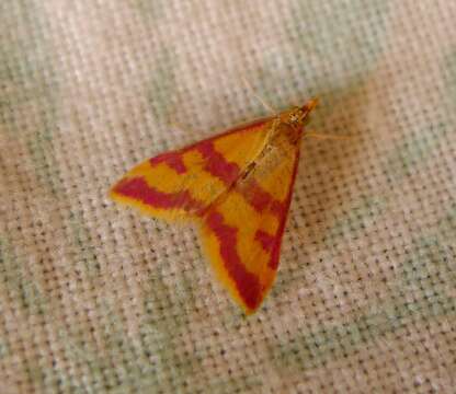 Image of Pyrausta sanguinalis Linnaeus 1767