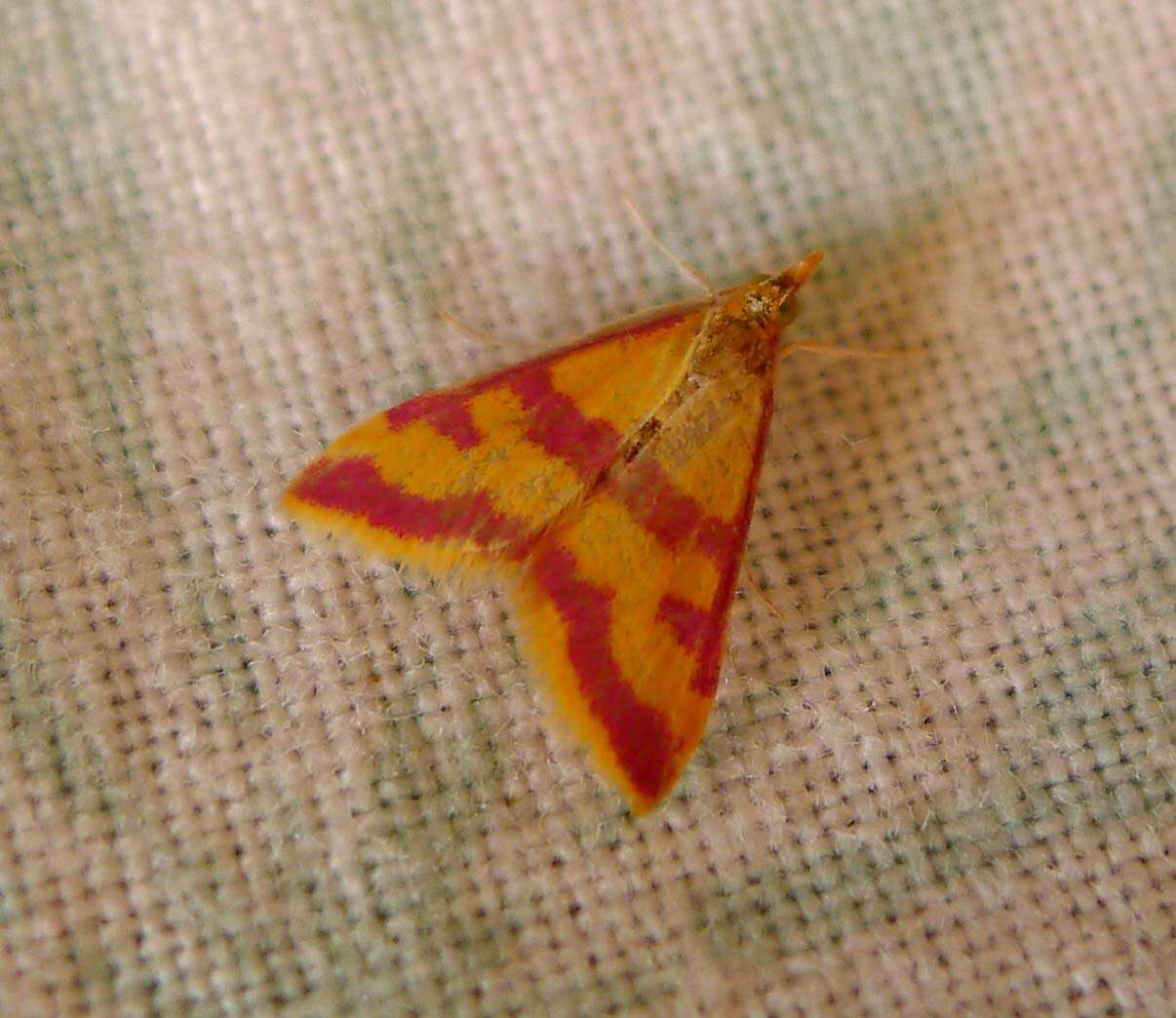 Image of Pyrausta sanguinalis Linnaeus 1767