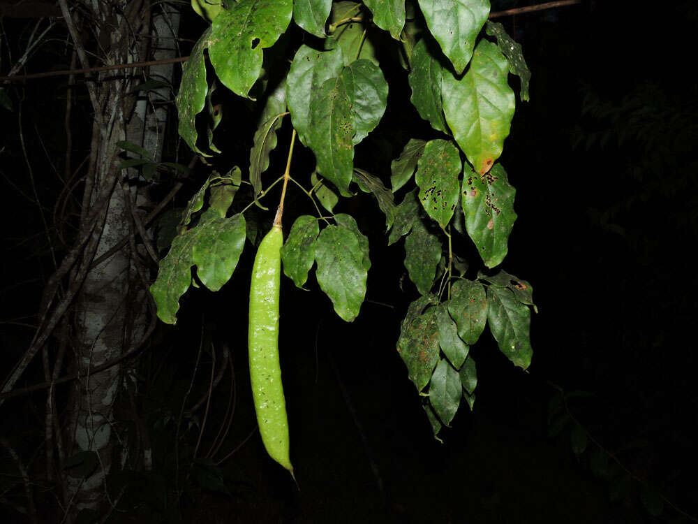 Image of Pleonotoma variabilis (Jacq.) Miers