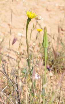 Image of yellow salsify