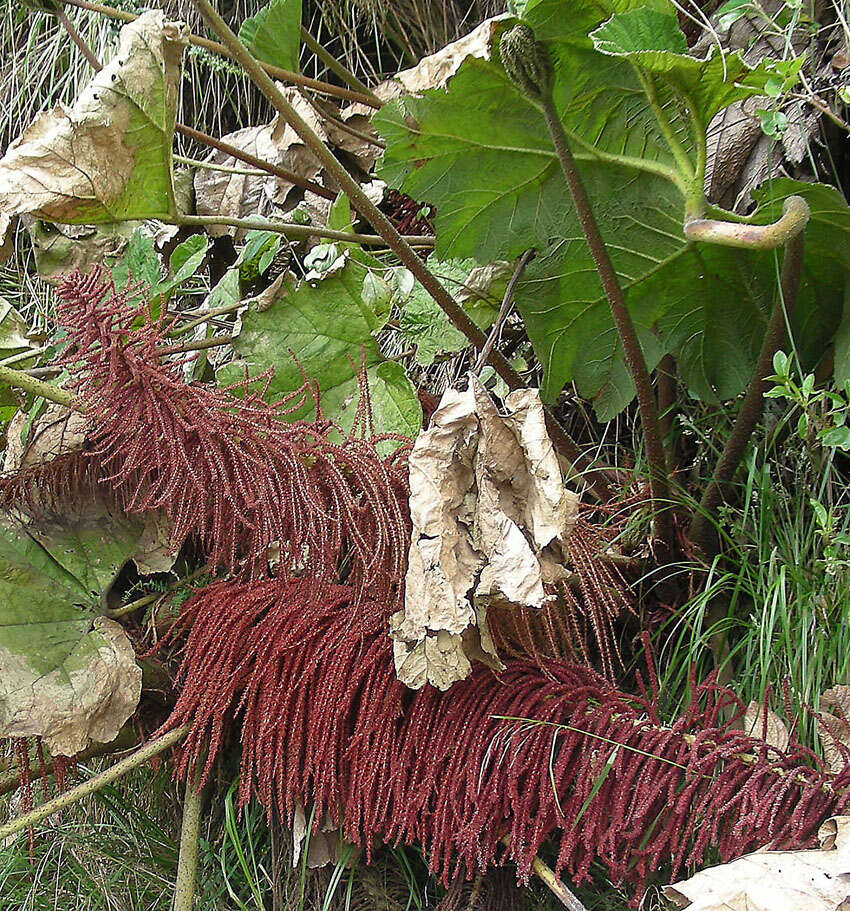 Image de Gunnera brephogea Linden & Andre