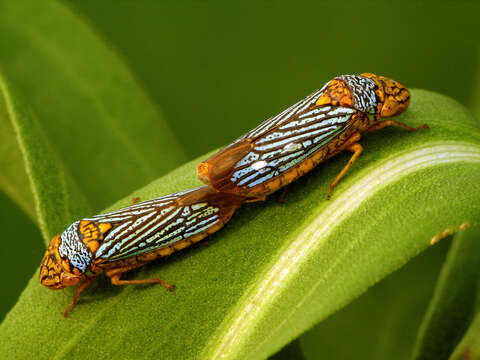 Image of Black-winged sharpshooter