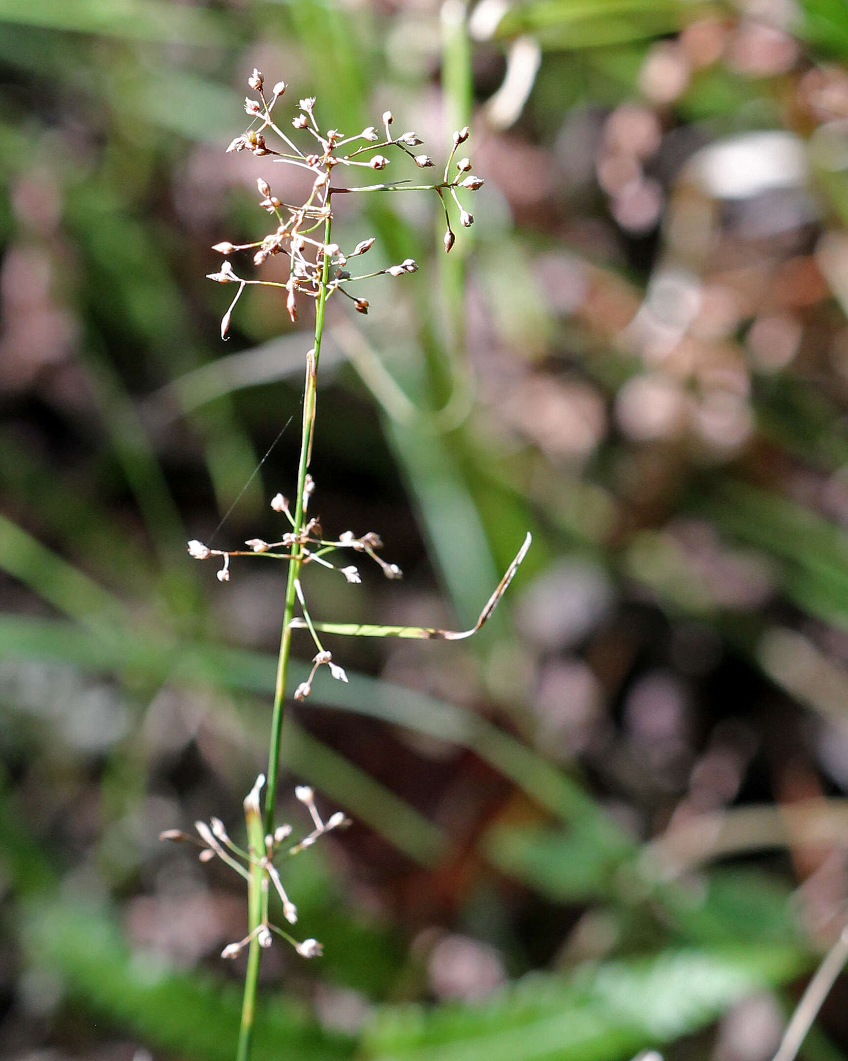 Image of Millet Beak Sedge