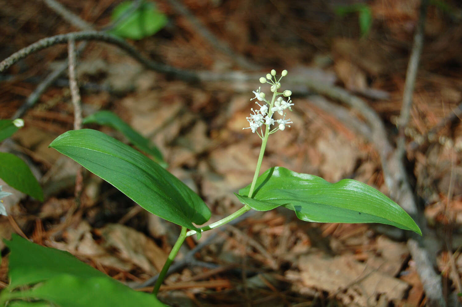 Image of mayflower