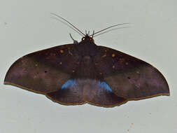 صورة Ischyja inferna Swinhoe 1902