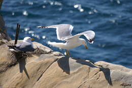 Imagem de Larus Linnaeus 1758