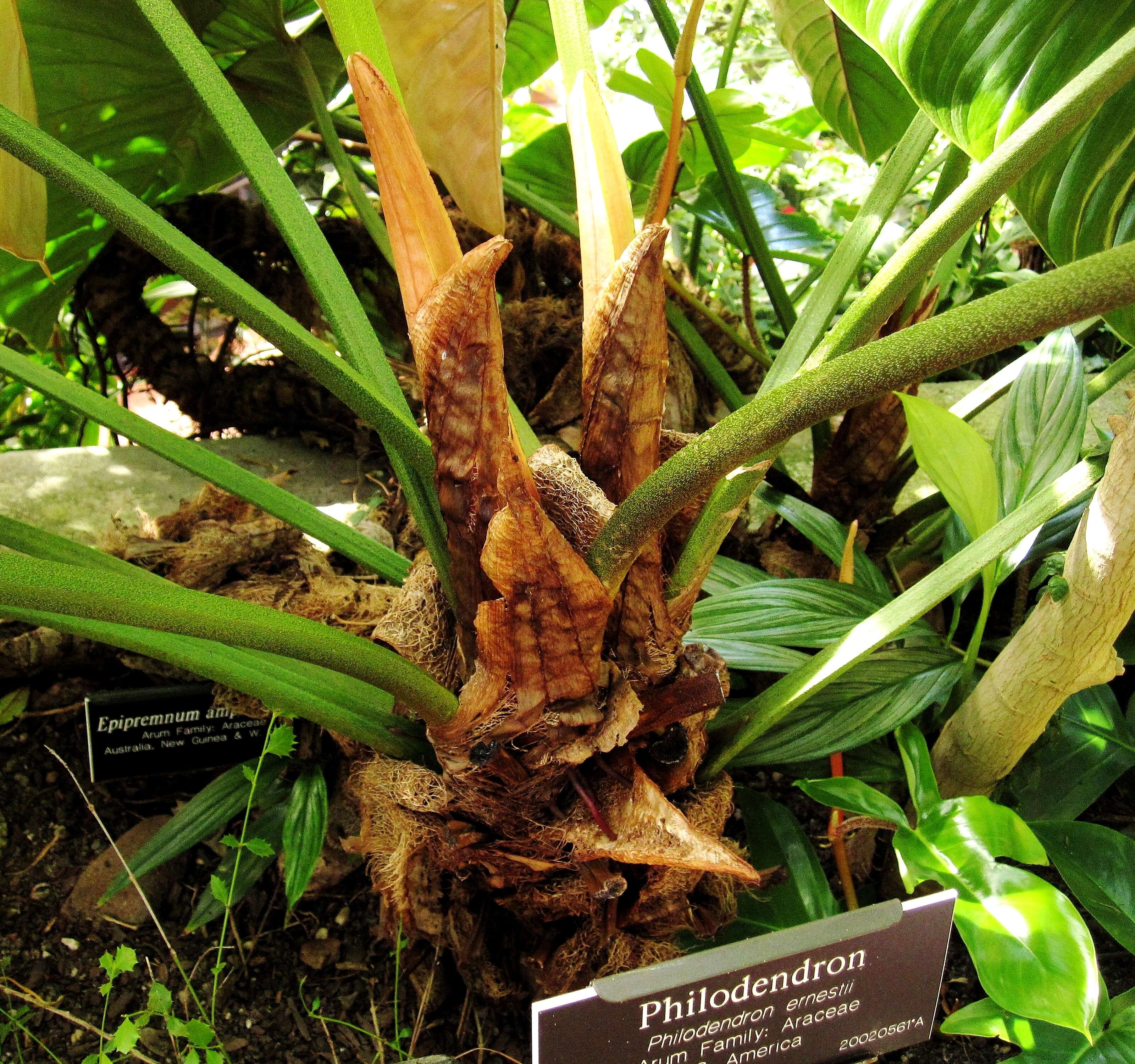 Image of Philodendron ernestii Engl.