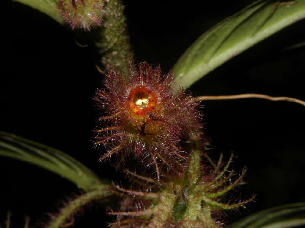 Image of Columnea segregata B. D. Morley