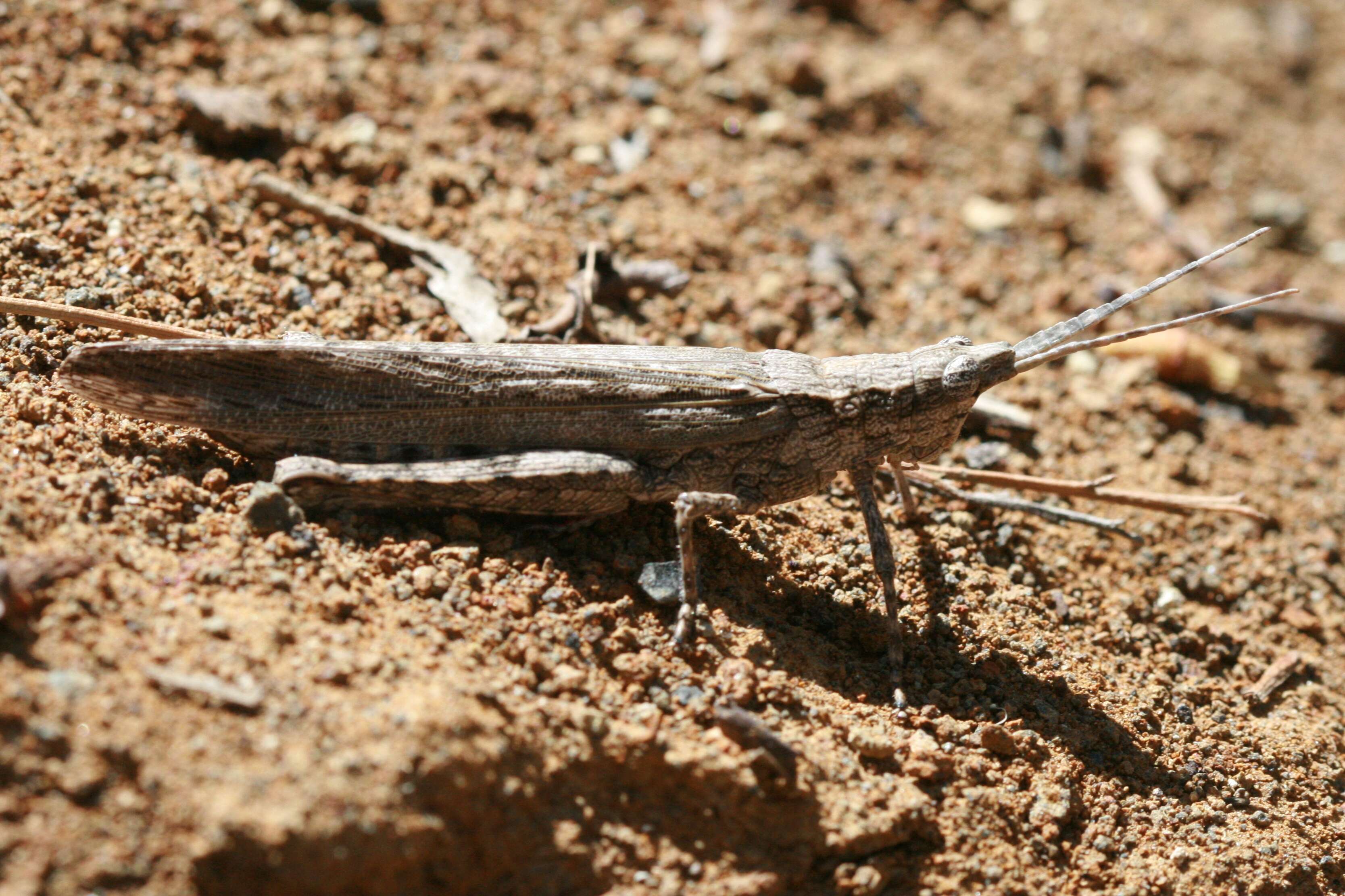 Image of Coryphistes ruricola (Burmeister & H. 1838)