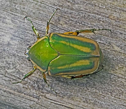 Image of Green June Beetle